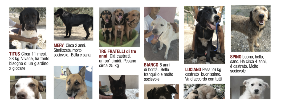 cani 156
